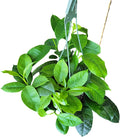 Hoya Shooting Star - Hoya Multiflora - Hoya Plants Live Houseplants - Stunning Shooting Star-Shaped Blooms - Air Purifying Tropical Vine - CA Seller (Multiple Plants in 6" Hanging Pot)