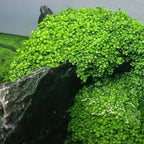 Fresh Water Aquarium Plant Starter Kit, Easy Growing, Small Leaf, Dwarf Carpet Decor for Fish Tank/Terrarium - 1 Pack (Big Leaf)