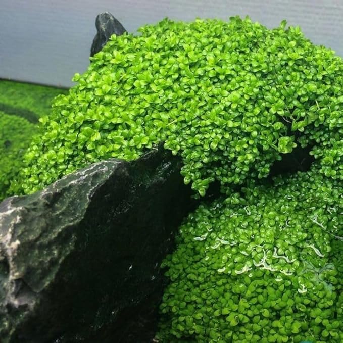 Fresh Water Aquarium Plant Starter Kit, Easy Growing, Small Leaf, Dwarf Carpet Decor for Fish Tank/Terrarium - 1 Pack (Big Leaf)
