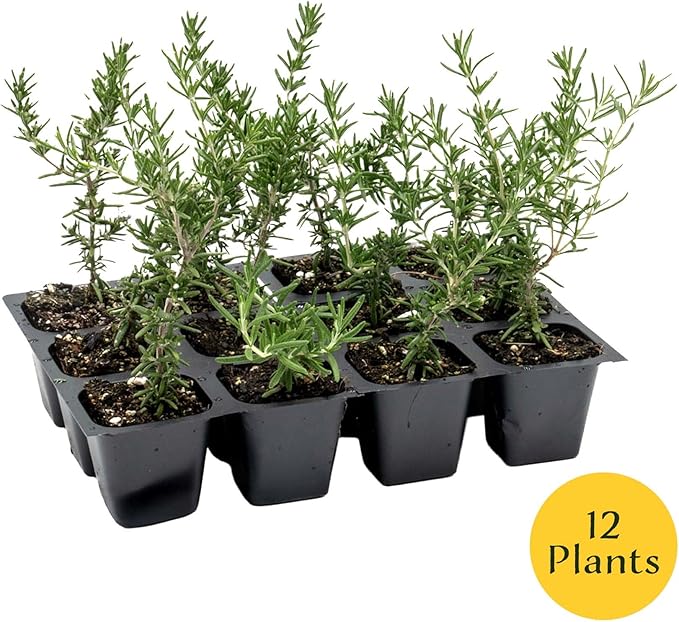12 Creeping Rosemary in 2.5” Nursery Cubes (Rosmarinus officinalis ‘Prostratus’) | Evergreen Aromatic Groundcover Herb for Rock Gardens, Walls & Containers | Ready-to-Plant Live Starter Plants