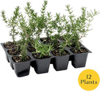 12 Creeping Rosemary in 2.5” Nursery Cubes (Rosmarinus officinalis ‘Prostratus’) | Evergreen Aromatic Groundcover Herb for Rock Gardens, Walls & Containers | Ready-to-Plant Live Starter Plants