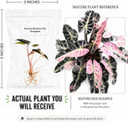 Alocasia Bambino Pink Variegated Tissue Culture Starter Live Plant, Rare Alocasia Plant, Indoor Plant, Live Plants Indoor, Variegated Houseplant, Exotic Plant Gift for Plants