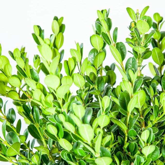 Perfect Plants Wintergreen Boxwood Live Plant, 7 gallon, Includes Care Guide