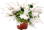 Thanksgiving Cactus, Live Indoor Plant, Flowering Houseplant, Christmas Cactus, Pink White Seasonal Blooms, 6-Inch Pot, Pet Safe Holiday Decor, Free Heat Pack