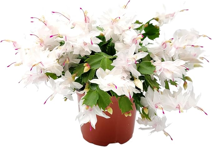 Thanksgiving Cactus, Live Indoor Plant, Flowering Houseplant, Christmas Cactus, Pink White Seasonal Blooms, 6-Inch Pot, Pet Safe Holiday Decor, Free Heat Pack
