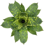 ragnaroc Live Plants – Bromeliad Vrisea Gigantea Nova, 4-8" in 4" Pot - 1ct - Live Arrival Guaranteed - House Plants for Home Decor & Gift