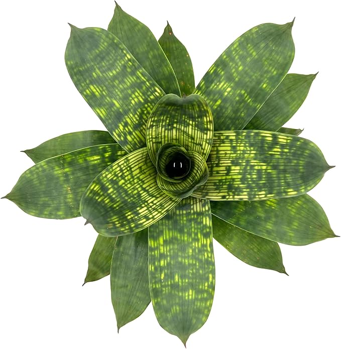 ragnaroc Live Plants – Bromeliad Vrisea Gigantea Nova, 4-8" in 4" Pot - 1ct - Live Arrival Guaranteed - House Plants for Home Decor & Gift