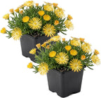 Live Delosperma Ice Plant 2-Pack – Yellow – Drought Tolerant Groundcover Perennial, 6” Tall, 1 Qt Pot