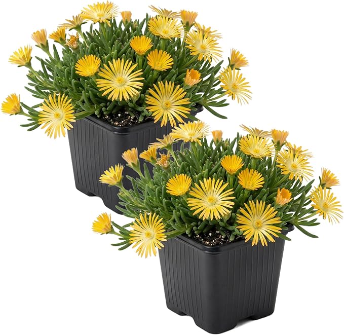 Live Delosperma Ice Plant 2-Pack – Yellow – Drought Tolerant Groundcover Perennial, 6” Tall, 1 Qt Pot