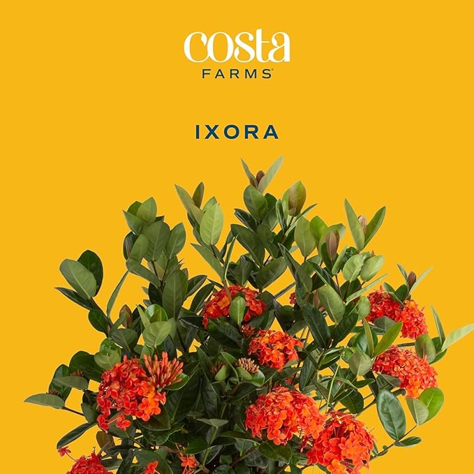 Costa Farms Live Ixora Plant Blooming Shrub in 10in. Pot, Grower's Choice Color Flowers - Houseplant for Garden & Home Decor - Indoor, Outdoor and Patio Plant