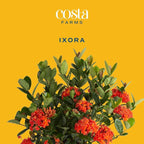Costa Farms Live Ixora Plant Blooming Shrub in 10in. Pot, Grower's Choice Color Flowers - Houseplant for Garden & Home Decor - Indoor, Outdoor and Patio Plant