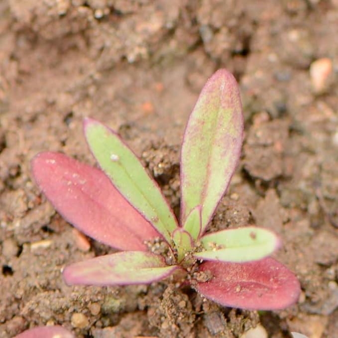 Seed Needs Pink Baby's Breath Seeds for Planting Rosy Pink Blooms - Heirloom & Open Pollinated Wildflowers to Attract Pollinators to a Butterfly Garden - Great for Cut Flowers (1 Pack)