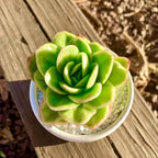 Succulents Plants Live,Echeveria ice Rose Variegated 3.5 inches Green Mini Indoor Plants,Bare Root Without Pot Soil,Live Plants for Gift Party Wedding Garden Baby Shower DIY Decor
