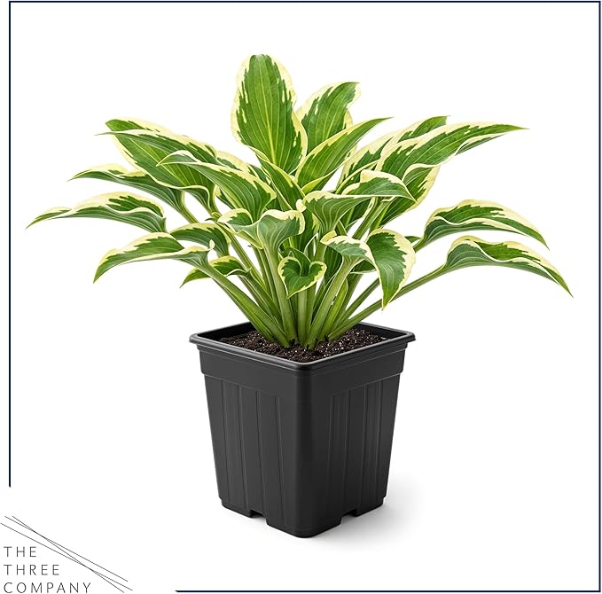 Live Perennial Hosta - Libby (3 Plants Per Pack) Beautiful Accent Plant, 10" Tall by 4" Wide in 1 Qt Pot
