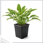 Live Perennial Hosta - Libby (3 Plants Per Pack), Beautiful Accent Plant, 10" Tall by 6" Wide in 1 Quart Pot (Pack of 2)