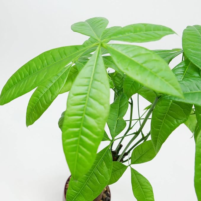 Athena's Garden Money Tree Plant Indoor Live Plant Pachira Money Tree with Ceramic Planter 18 Inches Tall, Green Pot - White Rocks, Medium