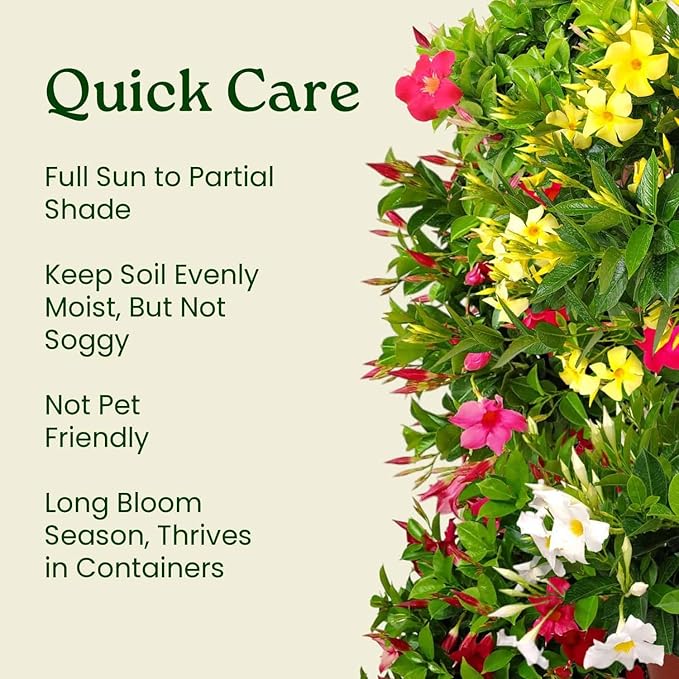 Bluephoria Dipladenia Bush Live Plant, Blue Purple Tropical Flowering Patio Plant, 1 Gallon Pot, 14 Inch Tall Plant, Compact Bush Dipladenia for Outdoor Containers, Garden Beds, Zones 9–11