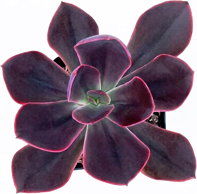 Live Succulent Echeveria Rob Roy, 2 Inch Fully Rooted Potted Plant, Easy Care & Drought Tolerant, Indoor Houseplant for Home Decor