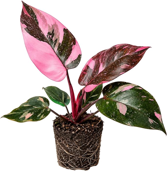 Variegated Philodendron Live Plant, Rare Indoor Houseplant Live Well Rooted 5-7 Inches, Container Growing, Home Office Decor (Pink Philodendron)