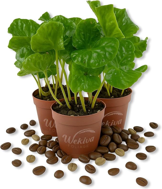 Coffee Plant - 3 Live Starter Plants - Coffea Arabica - Beautiful Easy Care Indoor Houseplant for The Edible Patio and Garden