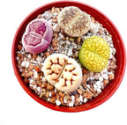 Pack of 10 Live Exotic Lithops Plant Large Size Rare Living Stone Seedling Perfect Terrarium Addition