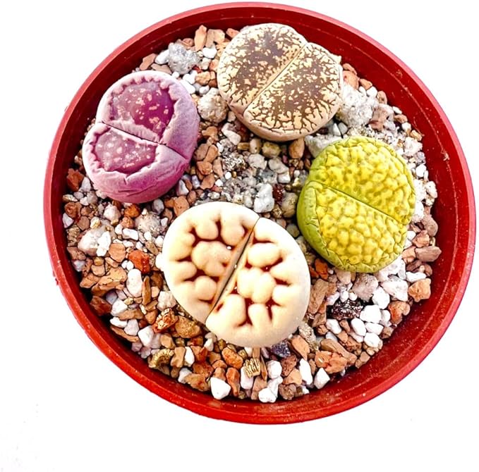 Pack of 10 Live Exotic Lithops Plant Large Size Rare Living Stone Seedling Perfect Terrarium Addition