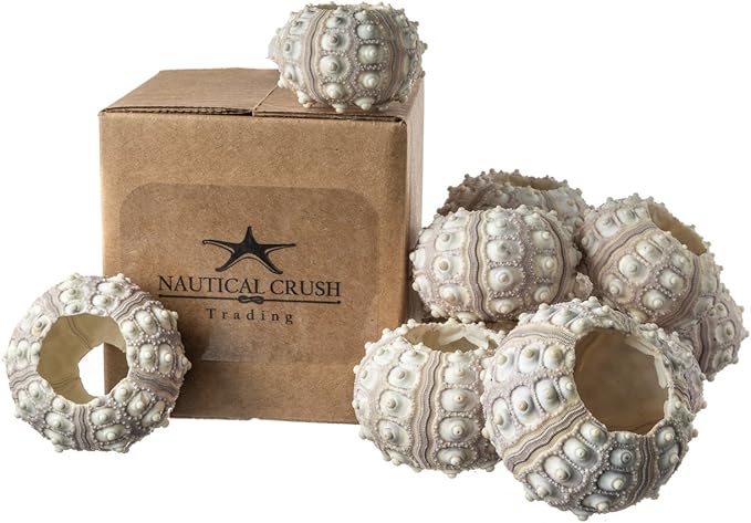Nautical Crush Trading 12 Purple Sputnik 1.5-3" Sea Urchin Shells - Air Plant Holder - No Plants Included