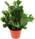 White Holiday Cactus, Christmas and Thanksgiving Hybrid - 4'' from California Tropicals