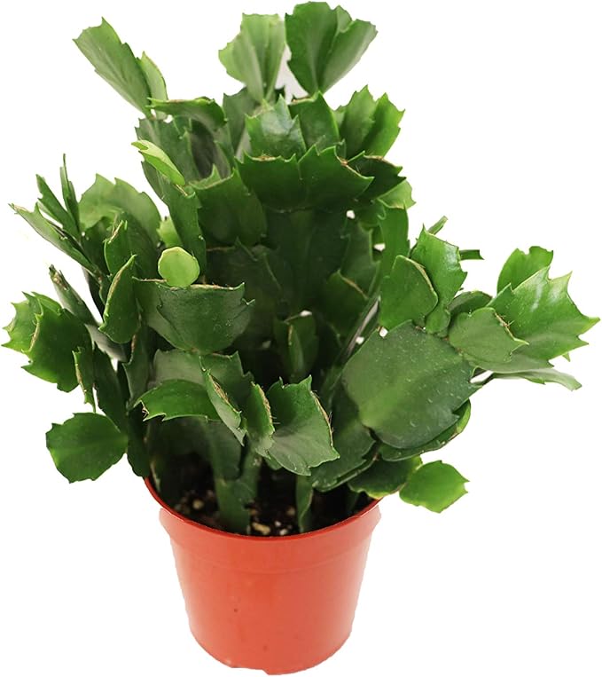 White Holiday Cactus, Christmas and Thanksgiving Hybrid - 4'' from California Tropicals