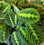 Live Plant, Lemon Lime Maranta Prayer Plant, Pet Friendly, Air Purifying Plant, Easy Care, Easy to Grow Live Indoor Plant, Houseplant, Rare Indoor Plant, Home Décor 4 inch White Pot