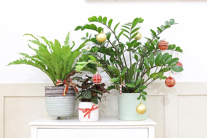 ZZ Plant (6" Grower Pot) - Low Light and Healthy Houseplant - Easy to Care Indoor Houseplant - Live Healthy Houseplant for Home Office Decoration