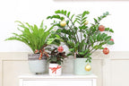 ZZ Plant (4" Grower Pot) - Low Light and Healthy Houseplant - Easy to Care Indoor Houseplant - Live Healthy Houseplant for Home Office Decoration