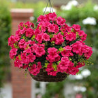 Artificial Geranium Flowers for Outdoor Decoration, 6 Bundles UV Resistant Silk Geranium Fake Plants Faux Flowers for Front Porch Garden Patio Window Box Outside Indoor Decor (Rose Red)