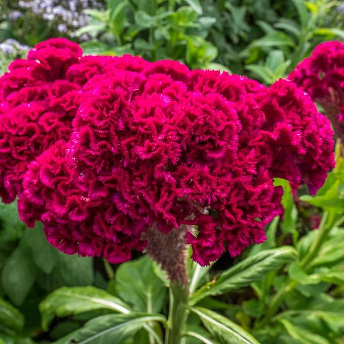 300+Red Rare Cockscomb Seeds for Planting-Celosia Flower Seeds Flowering Heirloom Plant