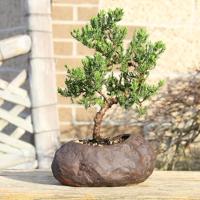 Brussel's Bonsai Live Green Mound Juniper Bonsai Tree - Medium, 5 Year, 6 to 10 Inches - Outdoor Bonsai Tree Live with Rock Bonsai Pot