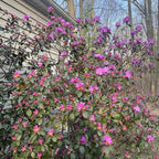 Azalea Live Plant, Live Azalea Plants, Flowering Shrub with Vibrant Red Blooms, 4-7 Inches Tall in 4 Inch Pot (Pink)