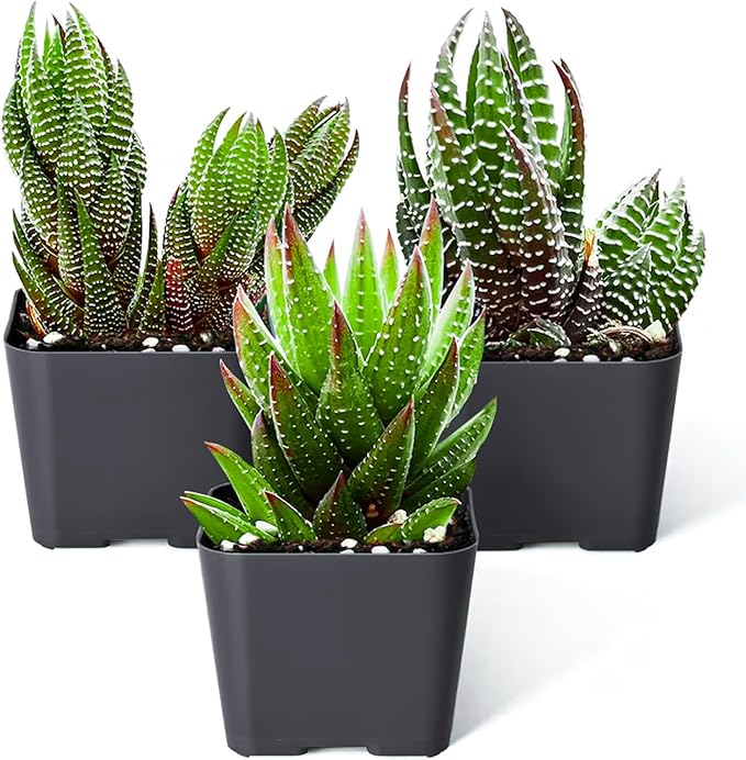 Sprout N Green Haworthia Collection, 3 Live Succulent Plant Fully Rooted in 2inch Starter Pot, Home Office Indoor Outdoor Wedding Decoration DIY Projects Party Favor, Pet-Friendly, Easy to Care