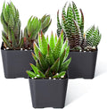 Sprout N Green Haworthia Collection, 3 Live Succulent Plant Fully Rooted in 2inch Starter Pot, Home Office Indoor Outdoor Wedding Decoration DIY Projects Party Favor, Pet-Friendly, Easy to Care