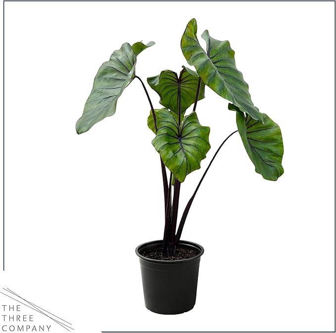Live Colocasia - Pharaoh's Mask, 10” Tall by 5” Wide in 1.76 Qt Pot, Trimmed Back for Shipping Purposes