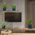Pet Friendly Live Plants for Indoor | Different Houseplants in Multiple Sizes | Real House Plant for Living Room, Office, Desk & Bathroom