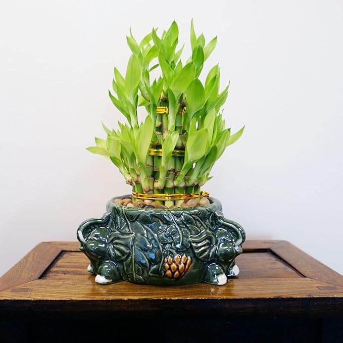 Athena’s Garden Lucky Bamboo Indoor Live Plant 3 Tier Tower Fresh Plant in Ceramic Planter (Elephant)