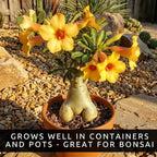 Mixed Color Desert Rose Seeds | Easy to Grow Adenium Obesum - Exotic Bonsai Plant (20 Seeds)