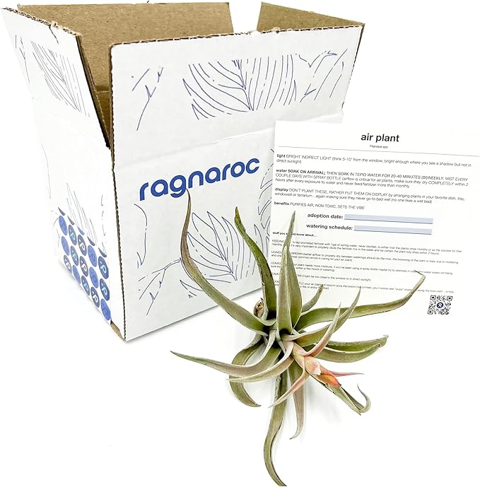 ragnaroc Air Plants - Flowering Tillandsia Harrisii, Large 3-5" - 1ct - Live Arrival Guaranteed - House Plants for Home Decor & Gift