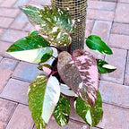 Variegated Philodendron Live Plant, Rare Indoor Houseplant Live Well Rooted 5-7 Inches, Container Growing, Home Office Decor (Pink Philodendron)