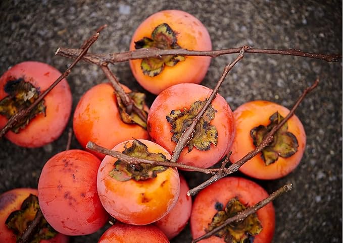 American Persimmon Seeds for Planting Outdoors | Non GMO Heirloom Fruit Seeds (50 Seeds)