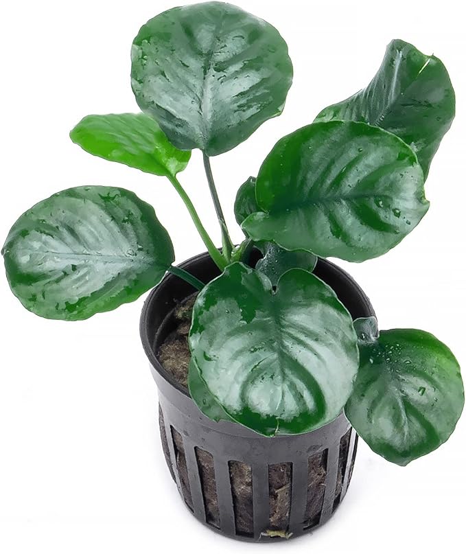 SubstrateSource Anubias Live Aquarium Plants - Potted Freshwater Plant for Fish Tanks, Terrariums - Beginner Friendly Low Light (Barteri Round Leaf, 1 Pot)