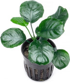 SubstrateSource Anubias Live Aquarium Plants - Potted Freshwater Plant for Fish Tanks, Terrariums - Beginner Friendly Low Light (Barteri Round Leaf, 5 Pots)
