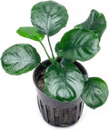 SubstrateSource Anubias Live Aquarium Plants - Potted Freshwater Plant for Fish Tanks, Terrariums - Beginner Friendly Low Light (Barteri Round Leaf, 3 Pots)