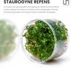 Ultum Nature Systems Staurogyne Repens Tissue Culture Live Plant for Aquarium, Aquascape, Freshwater Fish Tanks - 100% Snail Free in Vitro