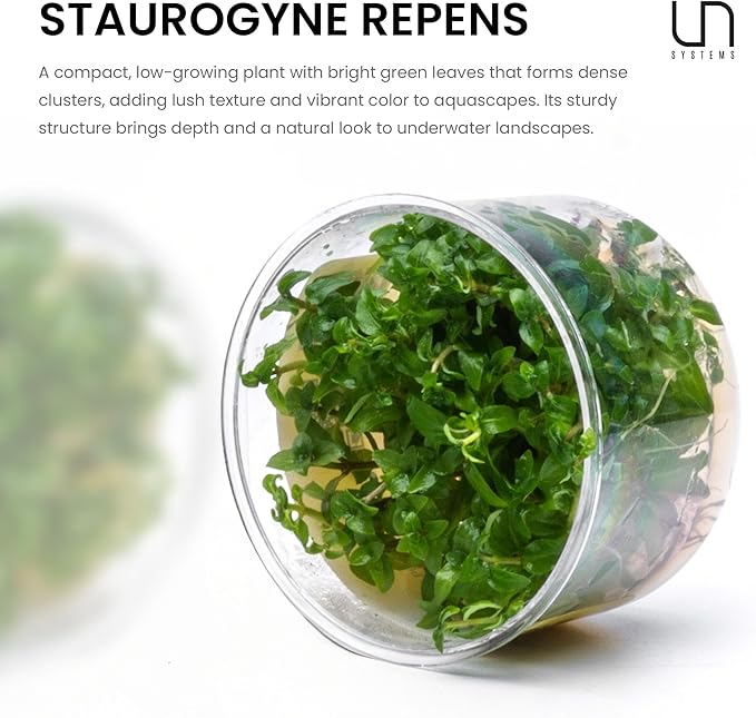 Ultum Nature Systems Staurogyne Repens Tissue Culture Live Plant for Aquarium, Aquascape, Freshwater Fish Tanks - 100% Snail Free in Vitro